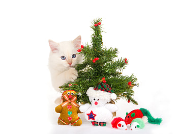 Animals, Holidays, Cats, New Year, Christmas, Xmas HD wallpaper