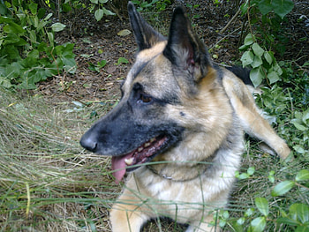 For Triangiel, Dog, German Sheperd, Sheperd, Dogs HD wallpaper