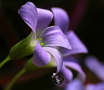 Little dew drop, dew drop, purple, black background, flower, green HD wallpaper