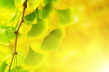 Ginkgo Biloba, Nature news, Latest updates, Botanical wonders HD wallpaper