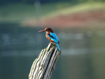 Bird, colorful, blur, kingfisher HD wallpaper