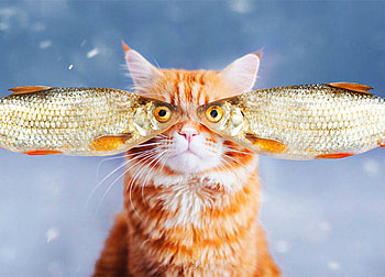 Funny cat, blue, winter, cat, orange, ginger, pisica, snow, funny, fish, eye HD wallpaper