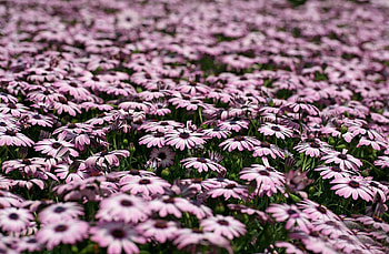 Flowers, Blur, Smooth, Lot, Polyana, Glade, Dimorfoteka, Dimorphotheque HD wallpaper