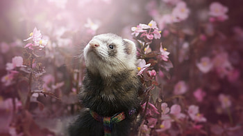 Ferret joy, Happy expression, Playful antics, Endearing nature HD wallpaper