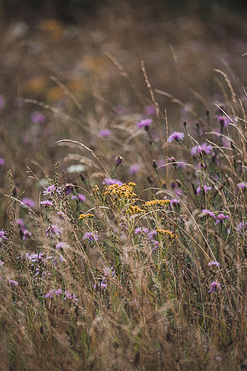 Flowers, Grass, Field, Wildflowers HD phone wallpaper