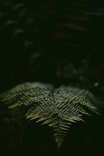 Plant, Macro, Fern, Leaflet HD phone wallpaper