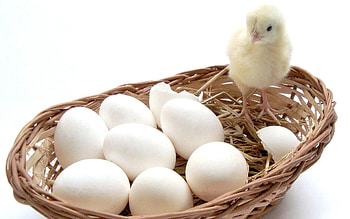 Animals, Eggs, Basket, Chick, Nestling HD wallpaper