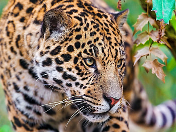 *** Leopard ***, ladowe, leopard, zwierzeta, dzikie, koty HD wallpaper