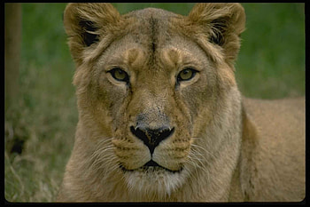 Animals, Lions HD wallpaper