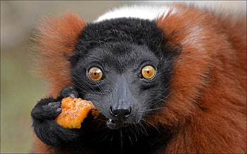 Animals, Food, Muzzle, Monkey, Astonishment, Surprise HD wallpaper