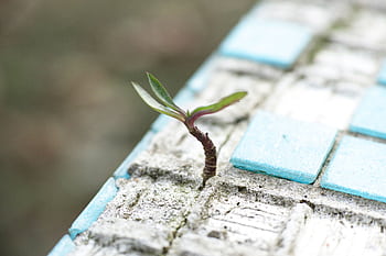 A sprout pushes through worn blue cement tiles, symbolizing resilience and new life. HD wallpaper