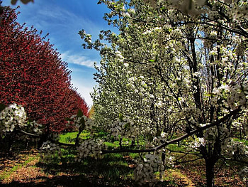 Apple Orchard, orchard, trees, apple, ground HD wallpaper