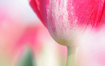 Flower, Macro, Tulip, Stem, Stalk HD wallpaper