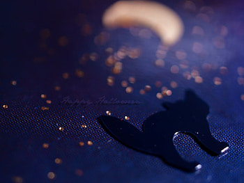 Moon Calling, halloween, holidays, moon, fall, autumn, cat, dark HD wallpaper