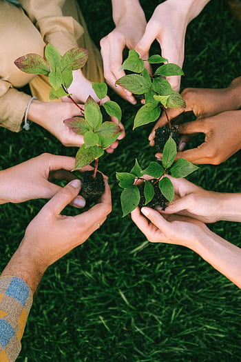 Group of diverse people planting tree saplings together, symbolizing sustainability and teamwork. HD phone wallpaper