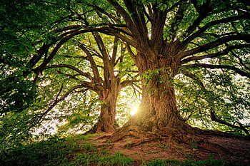 Tree, Nature, Old Tree , Backgrounds HD wallpaper