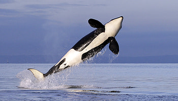 Killer Whale, whale, mammal, ocean, killer HD wallpaper