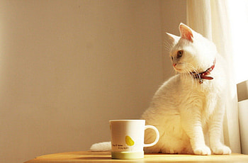kitty on a window, kitty, window, animals, cat, whitw HD wallpaper