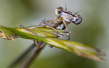 Leaves, Drops, Macro, Eyes, Insect HD wallpaper
