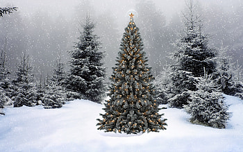 Top 12 Christmas tree and Backgrounds – Beautiful Merry Christmas tree and Themes for Windows XP/7/8/8.1 and Tablet, ... HD wallpaper