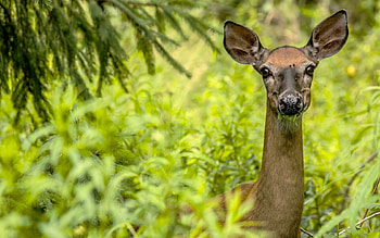 Animals, Nature, Trees, Grass, Roe Deer, Roe HD wallpaper