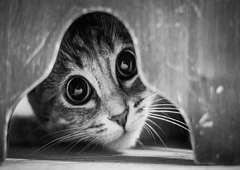 Hello..., kitten, graphy, black and white, eyes, cute, cat, snout HD wallpaper