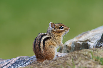 Chipmunk, Furry cutie, , Nature's marvel HD wallpaper