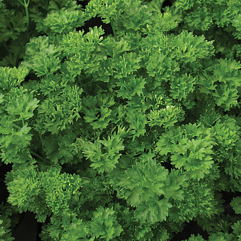 Parsley herb, Organic green pearl variety, Healthy and nutritious, Seed pack HD phone wallpaper