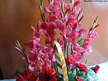 GLAD GLADDIES, pink, bouquet, beauties, gladdies HD wallpaper