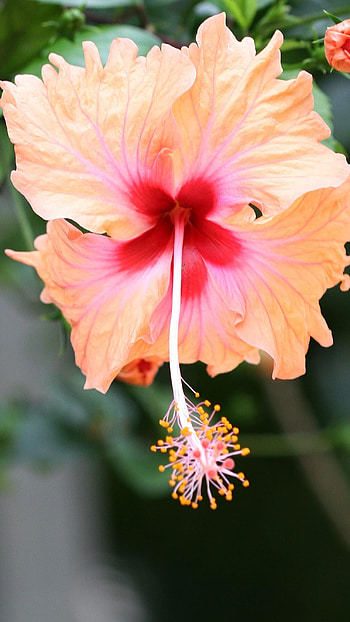 Hibiscus, Yellow HD phone wallpaper