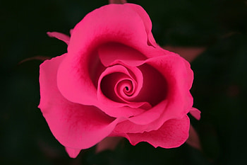Rose, , nature, flowers, beauty HD wallpaper