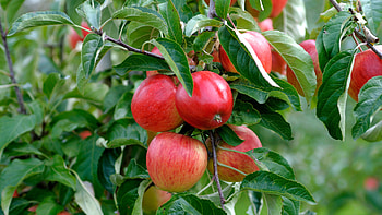 Gala, Apple Trees HD wallpaper