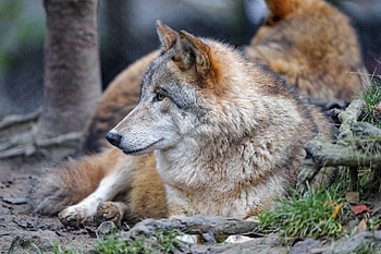 Animals, Brown, Predator, Wolf, Sight, Opinion, Animal HD wallpaper