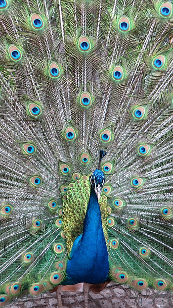 Peacock , Beautiful bird, Vibrant colors, Striking visuals HD phone wallpaper
