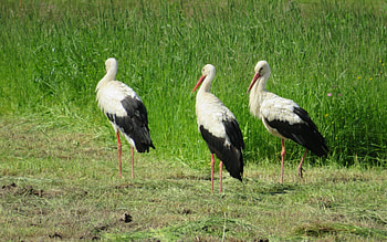 Storks, birds, meadow, three HD wallpaper