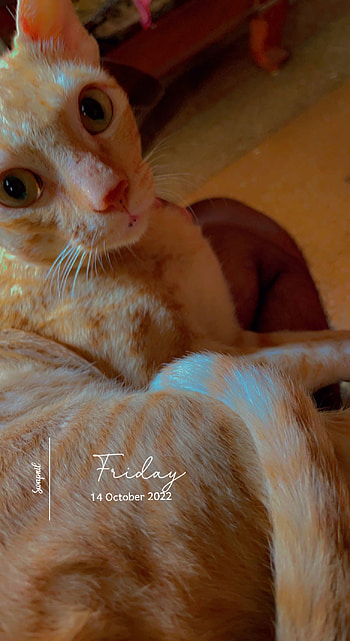 Choco Kitty, Animal, cat HD phone wallpaper