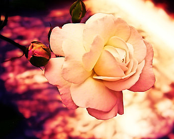 rosey, rose, yellow, flower HD wallpaper