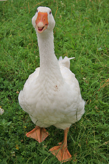 Goose , HQ , beauty, Nature's marvels HD phone wallpaper