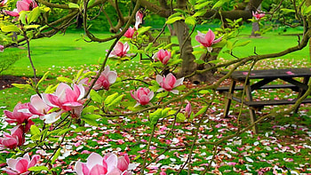 Magnolia , Vobss HD wallpaper