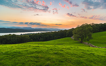 Nature, Grass, Clouds, Wood, Tree, Field, Evening HD wallpaper