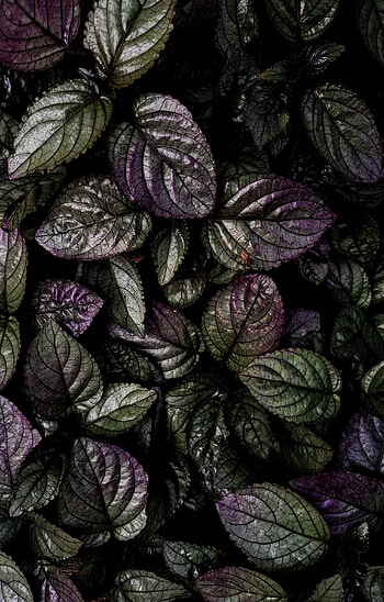 Leaves, Violet, Plant, Macro, Purple HD phone wallpaper