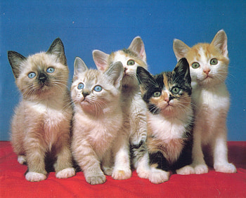 Five more kittens, kitten, cute, five, red HD wallpaper