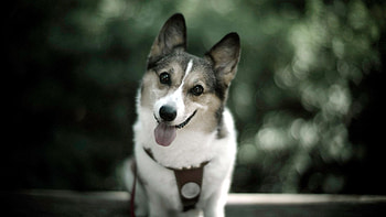 Aidi dog, Funny cute animals, Adorable HD wallpaper