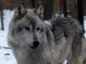 I Want One Too!, fur, gray, wolf, lakota HD wallpaper