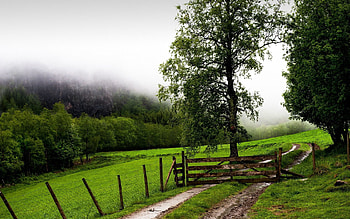 Nature, Trees, Field, Fence, Fencing, Enclosure, Hedge, Possessions, Domain HD wallpaper