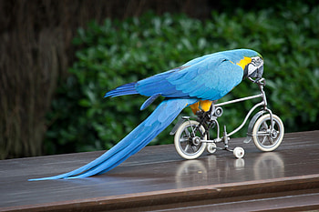 *** Parrot ***, animal, birds, animals, parrot HD wallpaper