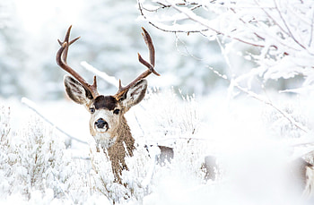 Snowy landscape, Serene deer, Winter wonderland, Nature's marvel HD wallpaper