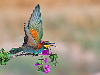 Bee eater, wings, pink, bird, flower, pasare, orange HD wallpaper