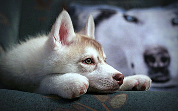 Animals, Muzzle, Sadness, Puppy, Husky, Haska, Sorrow, Waiting, Expectation, Fidelity HD wallpaper