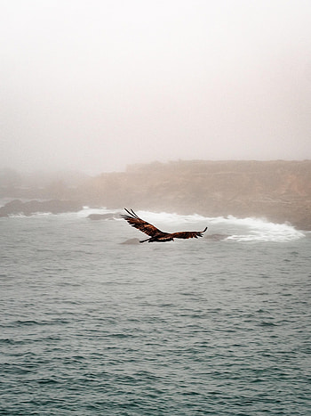 Nature, Sea, Rocks, Bird, Predator, Flight HD phone wallpaper